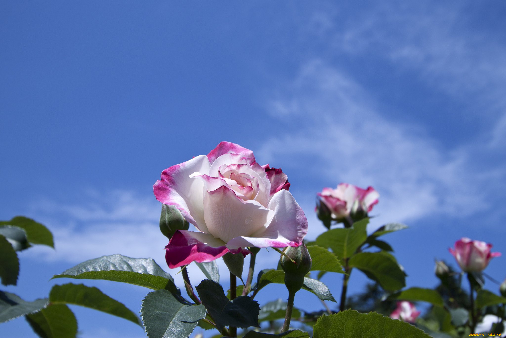Песни розовый букет. Цветы розы. Куст розы. Розы на фоне неба. Небесные розы.